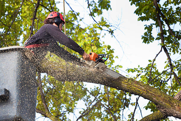 Best Tree Removal Near Me  in Coweta, OK